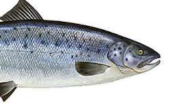 ŁOSOŚ - Import, dystrybucja i eksport mrożonych ryb - HELO.FISH