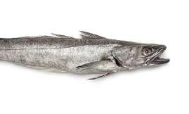 MORSZCZUK - Import, dystrybucja i eksport mrożonych ryb - HELO.FISH