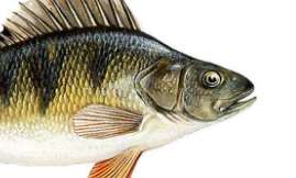 Okoń - Import, dystrybucja i eksport mrożonych ryb - HELO.FISH