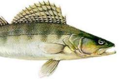 Sandacz - Import, dystrybucja i eksport mrożonych ryb - HELO.FISH
