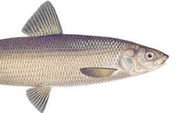 Sielawa - Import, dystrybucja i eksport mrożonych ryb - HELO.FISH