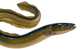 WĘGORZ - Import, dystrybucja i eksport mrożonych ryb - HELO.FISH